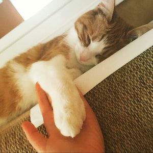 Meet your Posher, Rojin